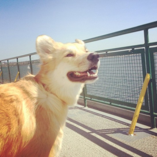 A dog basks in the sea breeze on the Seattle Ferry to Bainbridge Island